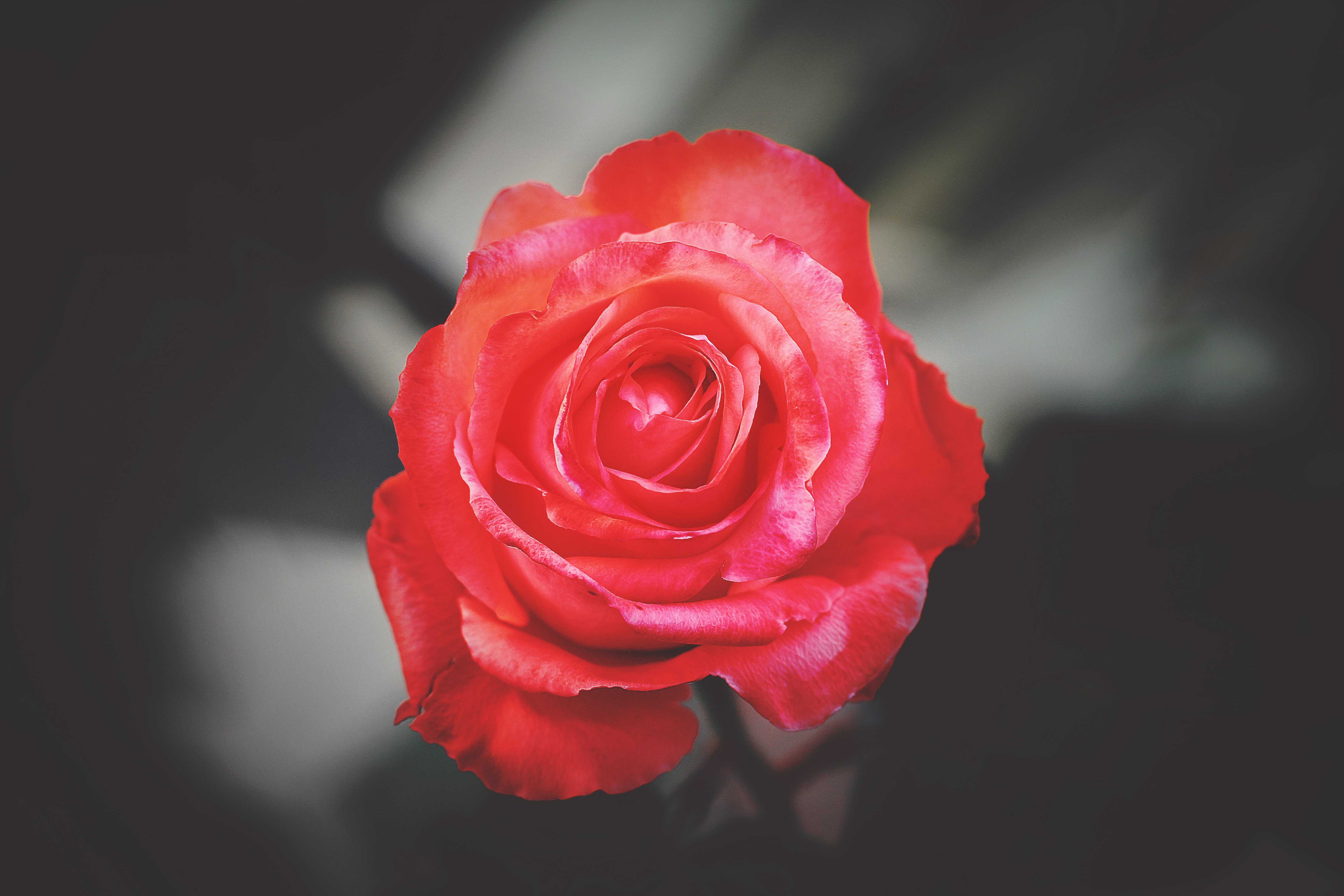 close photography of red rose